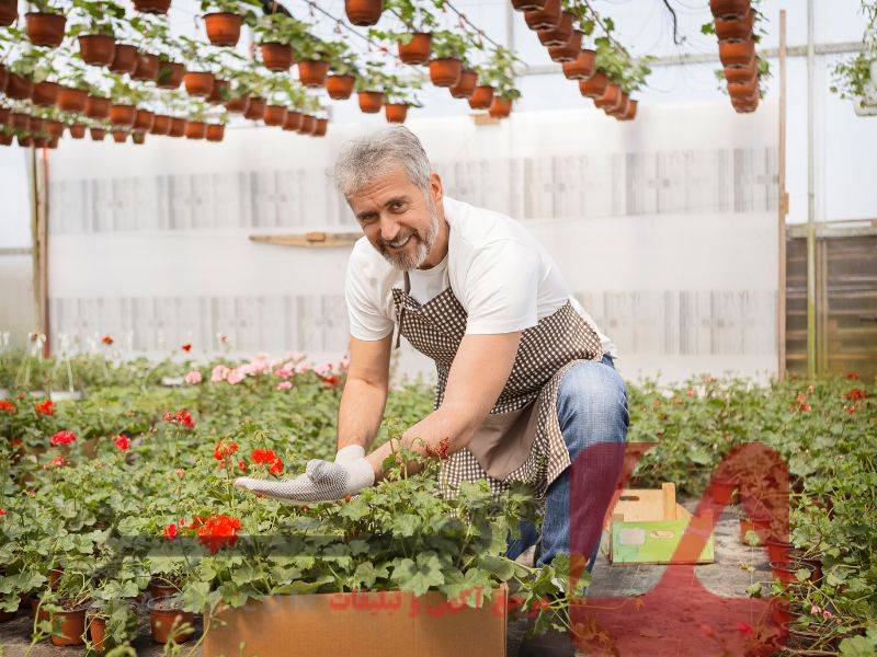اخذ مجوز رسمی برای گلخانه‌های صنعتی
