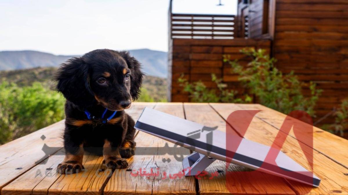 خرید استارلینک با گزینه‌های مختلف قیمت و سرعت اتصال