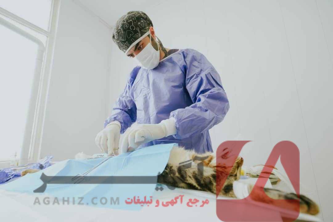 خرید صندلی دامپزشکی