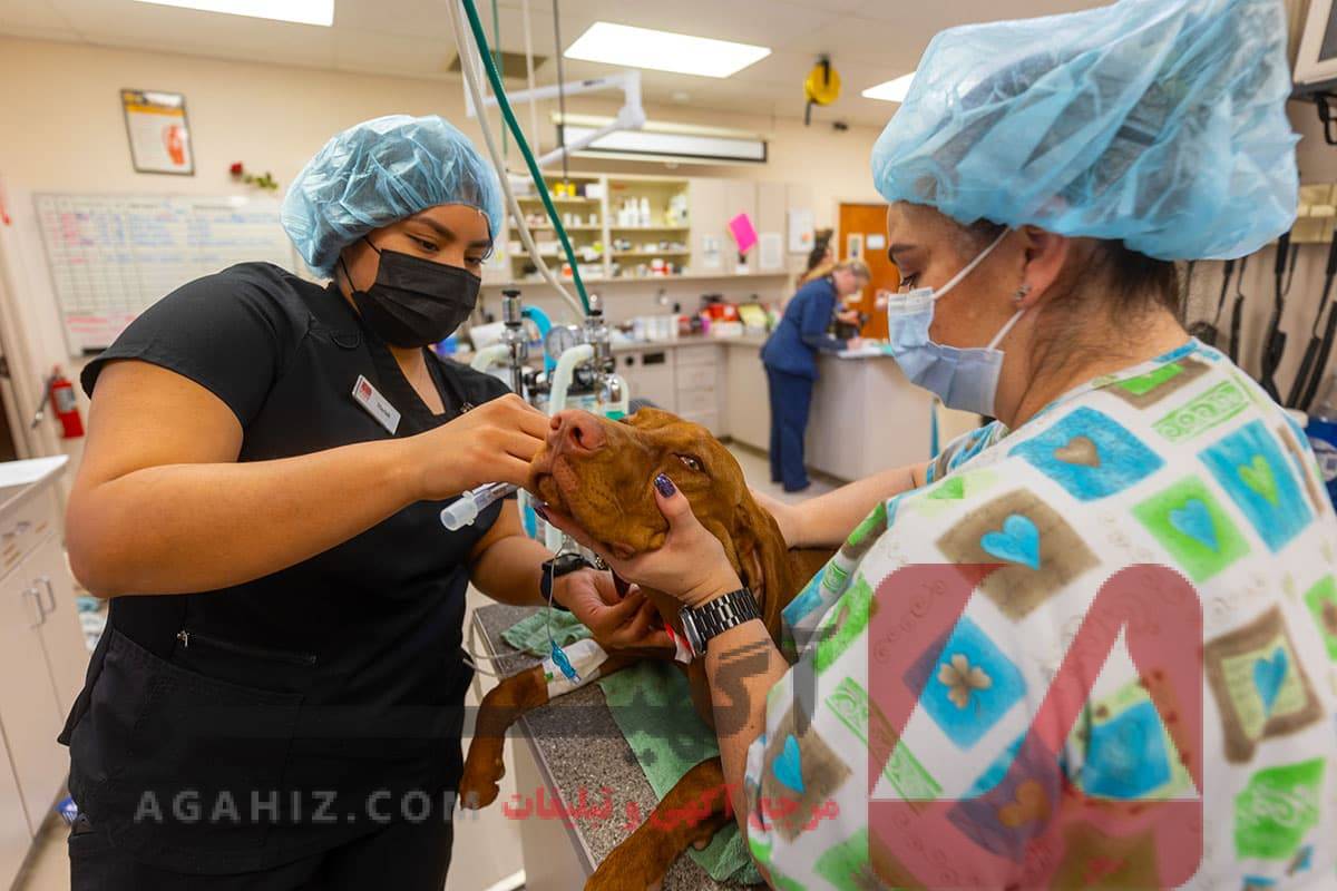 مدرک دامپزشکی معتبر با ثبت دانشگاهی