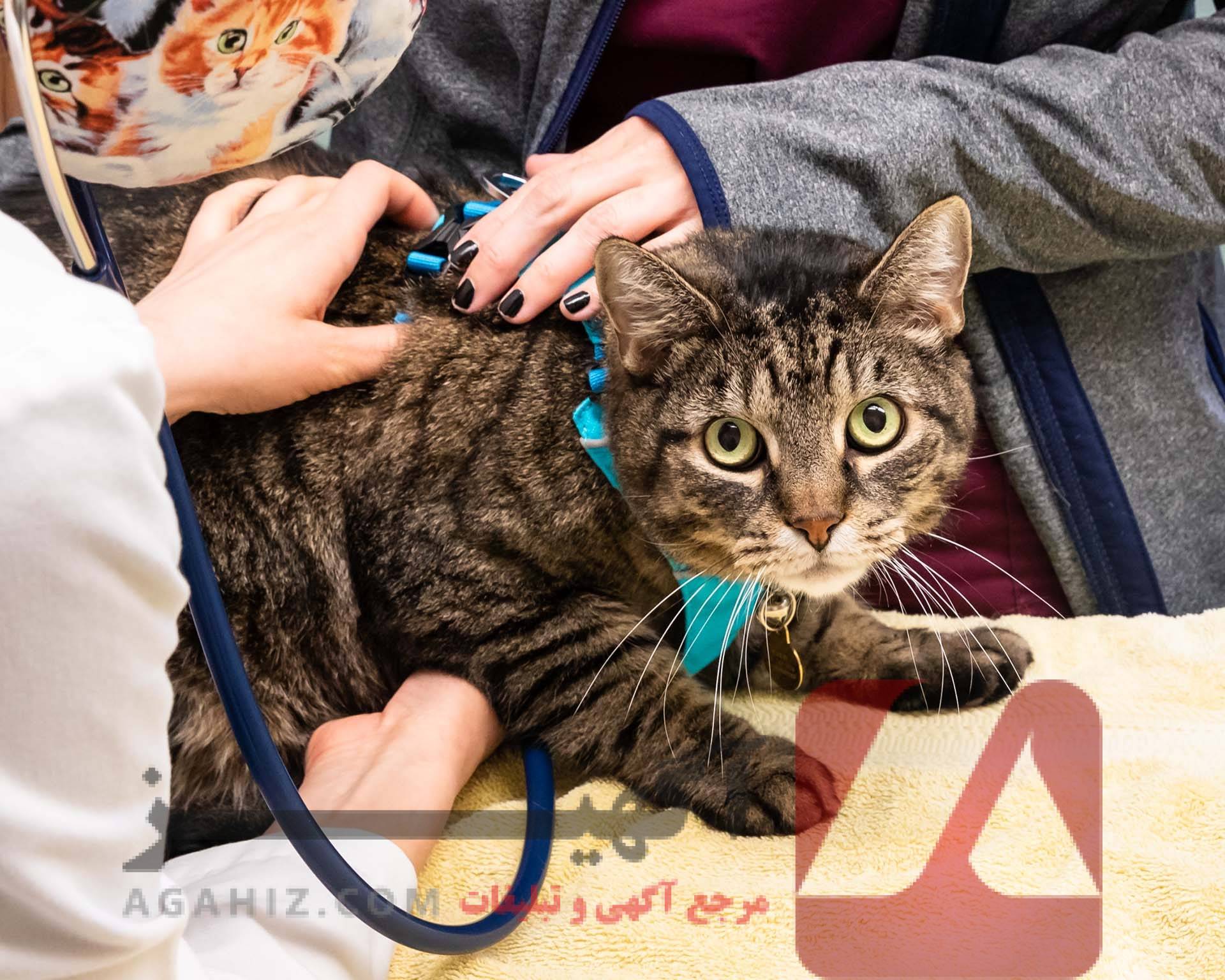 صندلی دامپزشکی پردیس با هزینه اقساطی