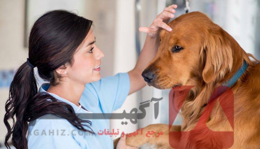 خرید صندلی دامپزشکی ویژه مهاجرت تحصیلی