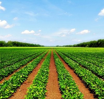 فروش-سند-زمین-کشاورزی-با-قابلیت-تغییر-کاربری